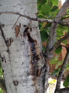 Aspen tree trunk showing borer damage and dark sap staining near branch union in North Idaho.