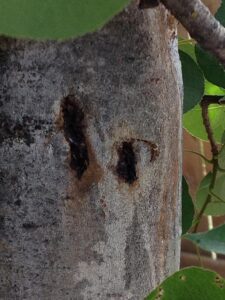 Aspen tree trunk showing borer damage holes and scale insect infestation in North Idaho.