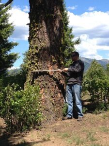 Tree diameter measurement during tree risk assessment in North Idaho.