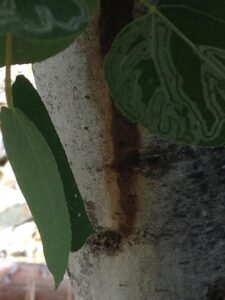 Aspen tree trunk and leaves showing leaf miner patterns and minor trunk discoloration in North Idaho.