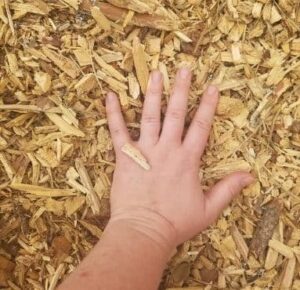 Hand resting on fresh wood chip mulch used for landscaping and tree protection in Sandpoint, Idaho.