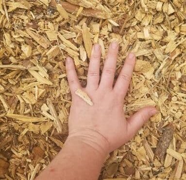 Hand resting on fresh wood chip mulch used for landscaping and tree protection in Sandpoint, Idaho.