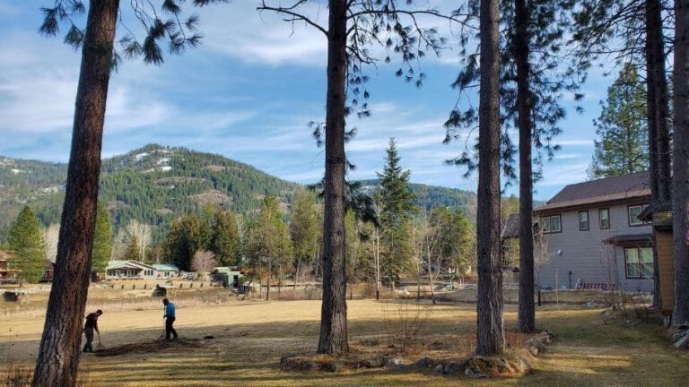 Tree care crew performing cleanup and risk reduction work among tall pine trees on a North Idaho residential property