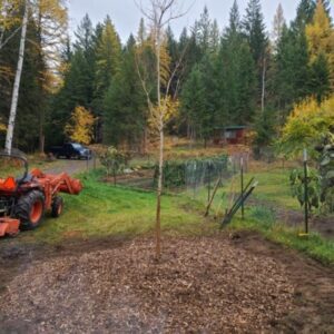Newly planted young tree with fresh mulch ring in a yard in Sandpoint, Idaho.