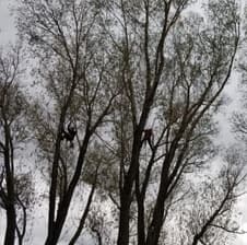 Tree Trimming Service in North Idaho