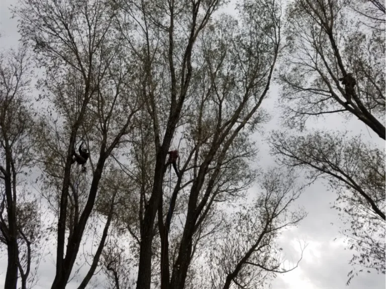 Professional arborist performing tree trimming in Sandpoint Idaho