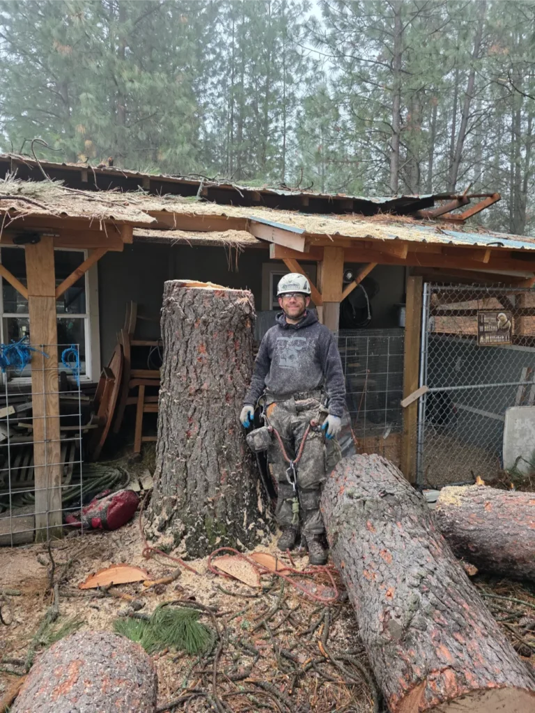 Arborist removing storm-damaged tree next to building in North Idaho