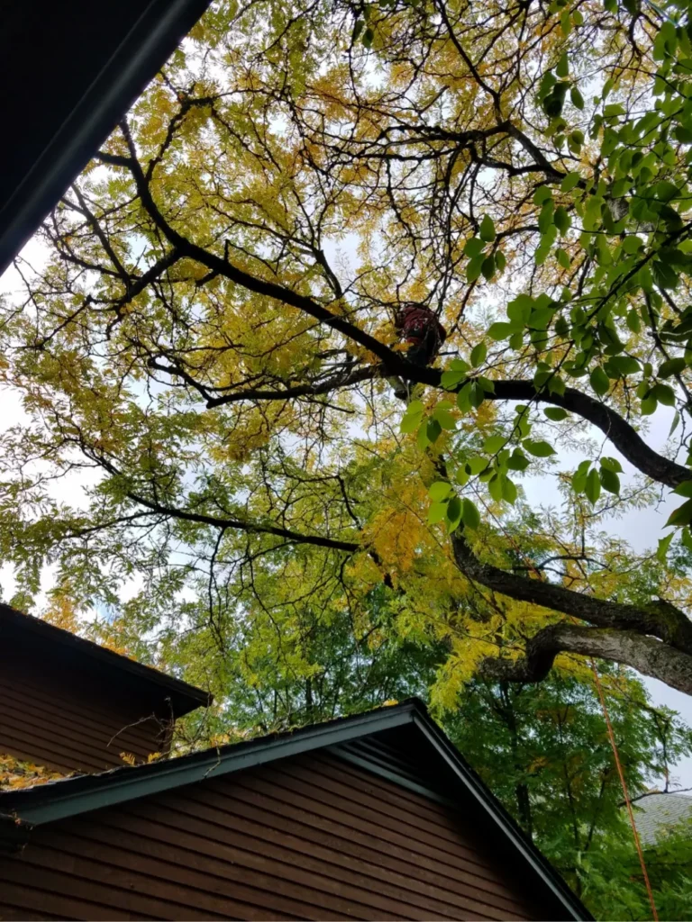Tree trimming service over residential home in Sandpoint Idaho