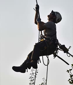 Skywalker Tree Care - apprentice climber.