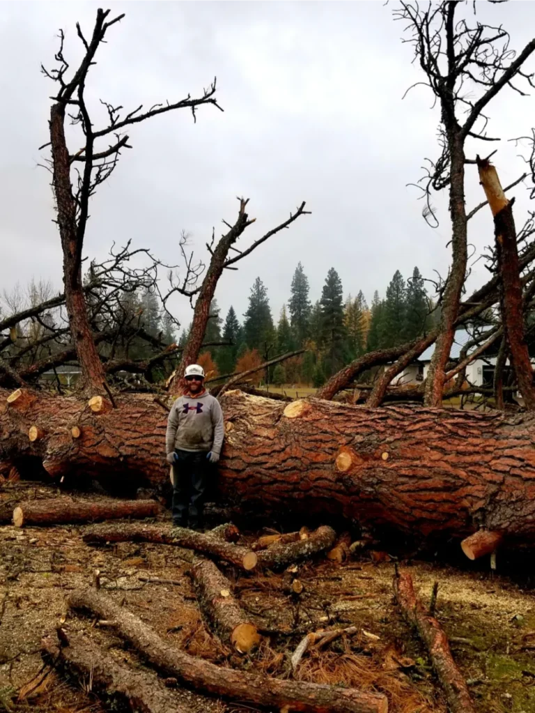 Arborists performing risk reduction tree removal in Bonners Ferry Idaho