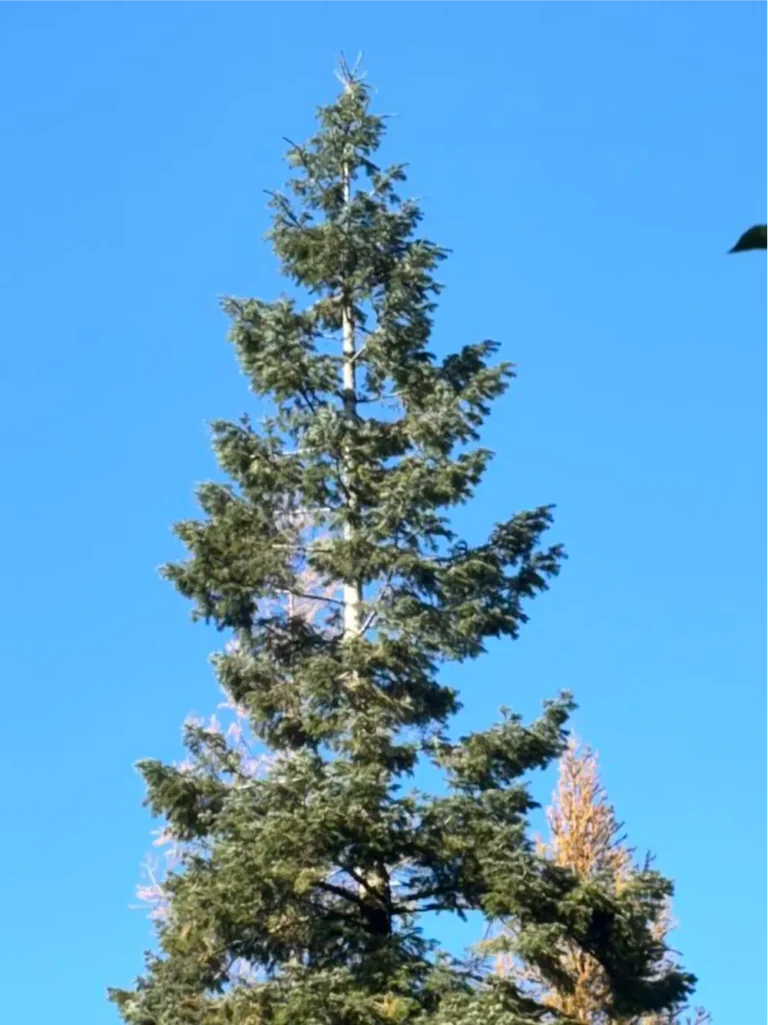 Crown thinning service on pine tree in Sandpoint Idaho