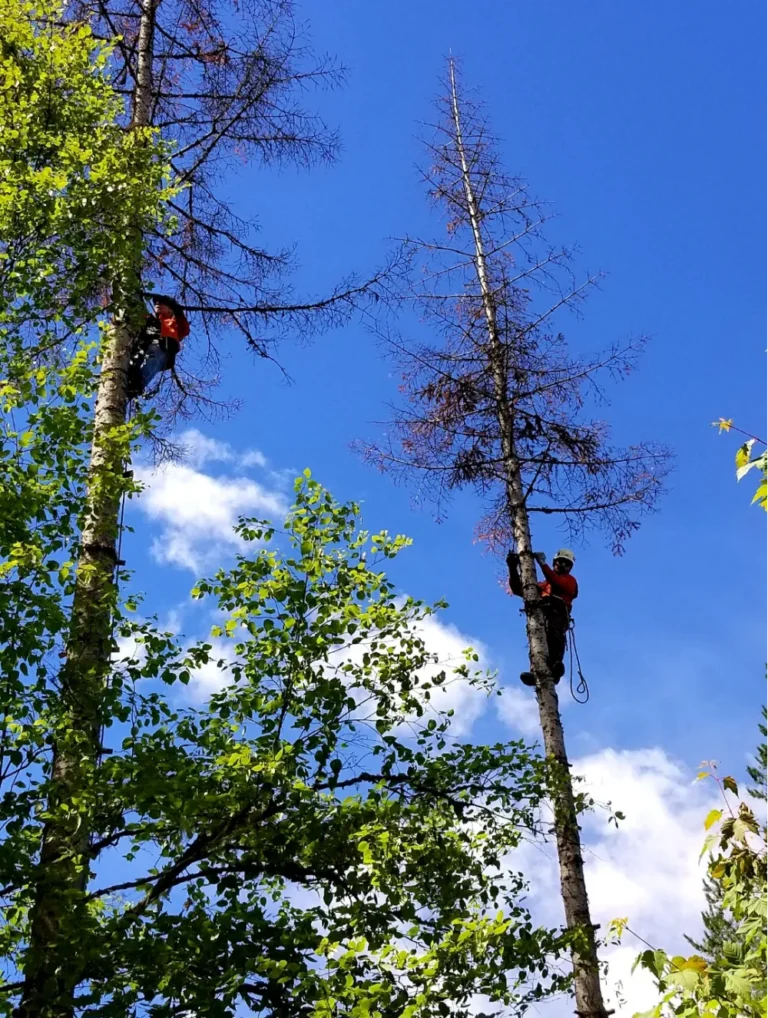 Arborists performing dead tree removal in Sandpoint Idaho