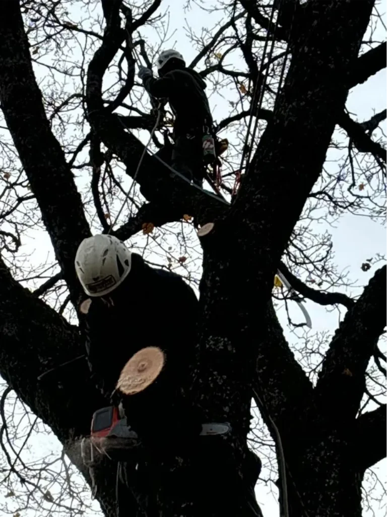 Arborists performing risk reduction tree removal in Bonners Ferry Idaho