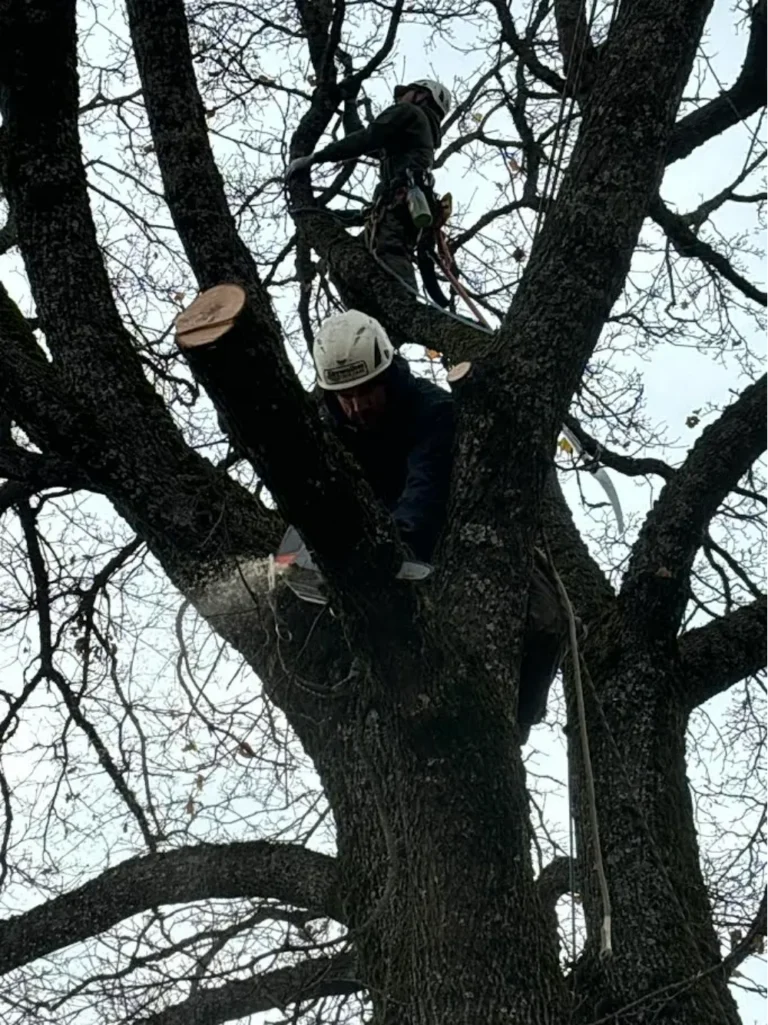 Arborists performing risk reduction tree removal in Bonners Ferry Idaho