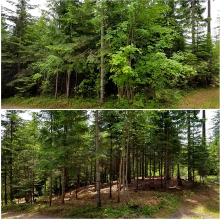 Lot Thinning Before & After – North Idaho