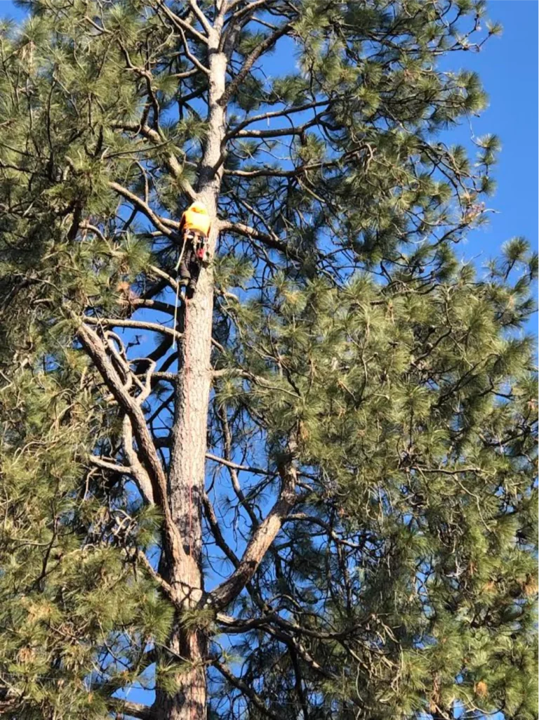 Arborist removing hazardous tree in Sandpoint Idaho