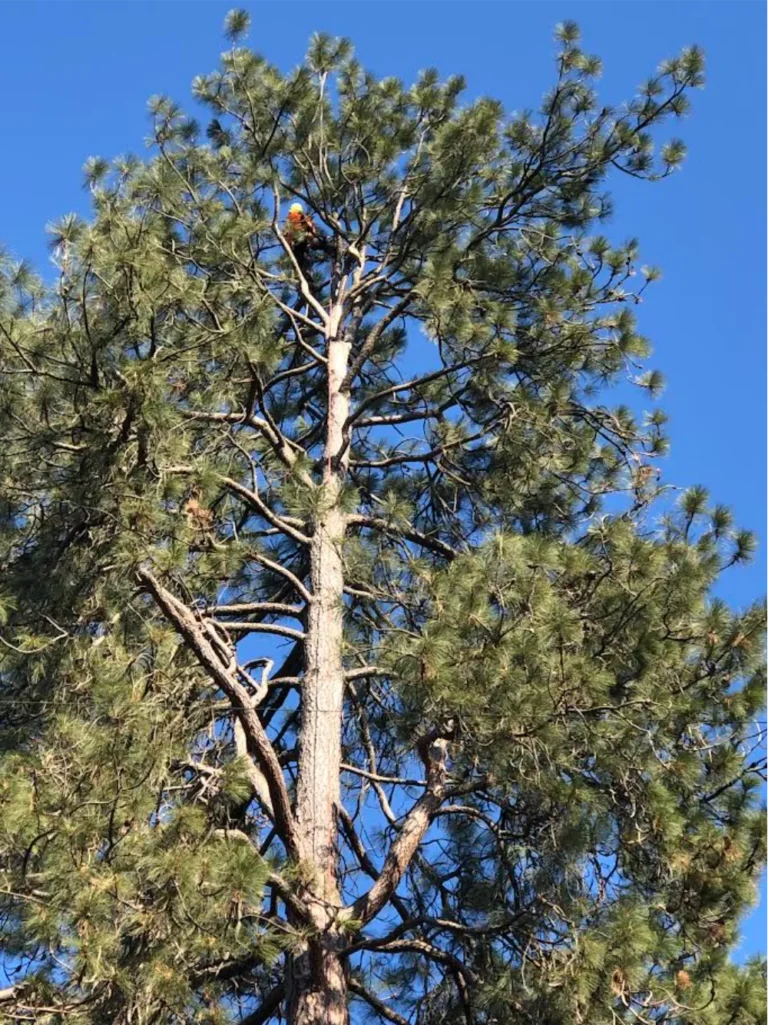 Arborist removing hazardous tree in Sandpoint Idaho