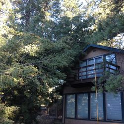 Ponderosa pine and Douglas firs on house.