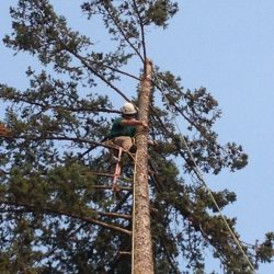 Matt setting pulley for rigging top out of a Douglas fir. This tree was 15' from the house with serious basal damage decay.