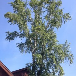 Cottonwood removal